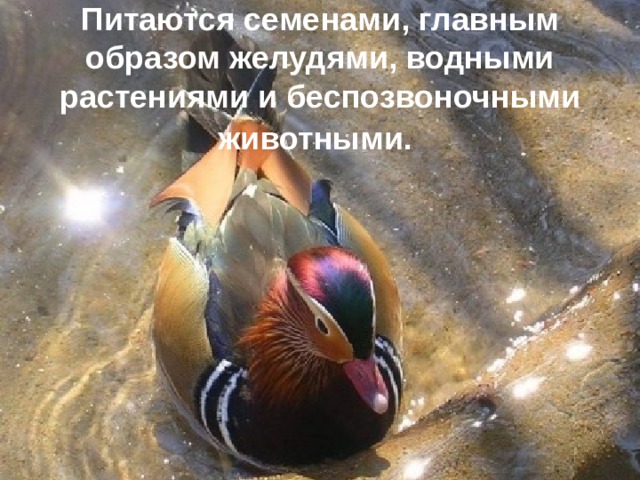 Питаются семенами, главным образом желудями, водными растениями и беспозвоночными животными.  