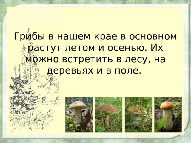 Грибы в нашем крае в основном растут летом и осенью. Их можно встретить в лесу, на деревьях и в поле. 