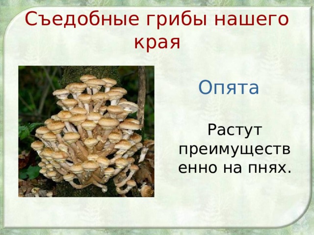 Съедобные грибы нашего края Опята  Растут преимущественно на пнях. 