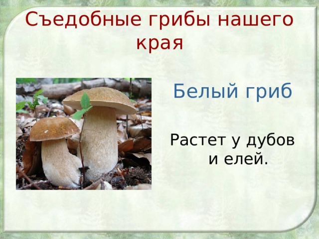 Съедобные грибы нашего края Белый гриб Растет у дубов и елей. 