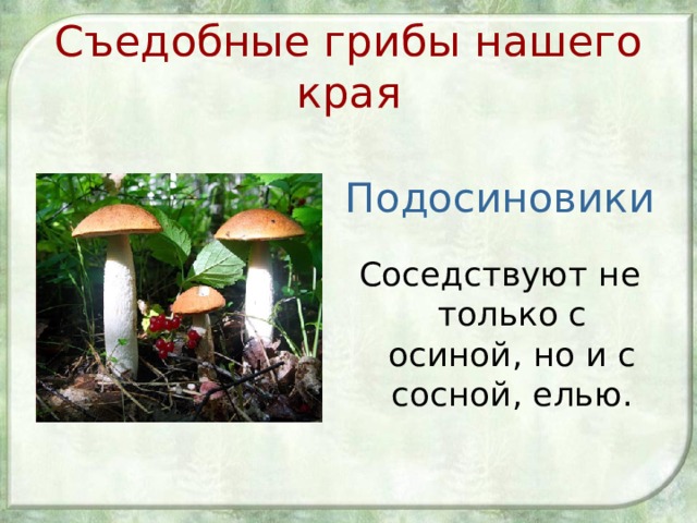 Съедобные грибы нашего края Подосиновики Соседствуют не только с осиной, но и с сосной, елью. 