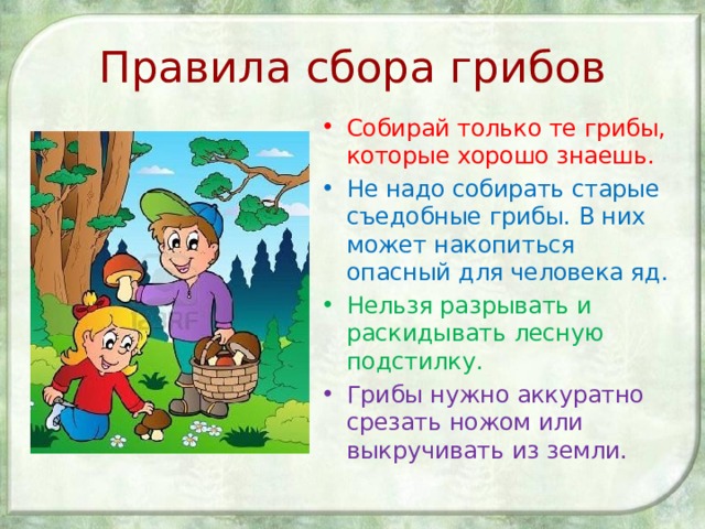 Правила сбора грибов Собирай только те грибы, которые хорошо знаешь. Не надо собирать старые съедобные грибы. В них может накопиться опасный для человека яд. Нельзя разрывать и раскидывать лесную подстилку. Грибы нужно аккуратно срезать ножом или выкручивать из земли. 