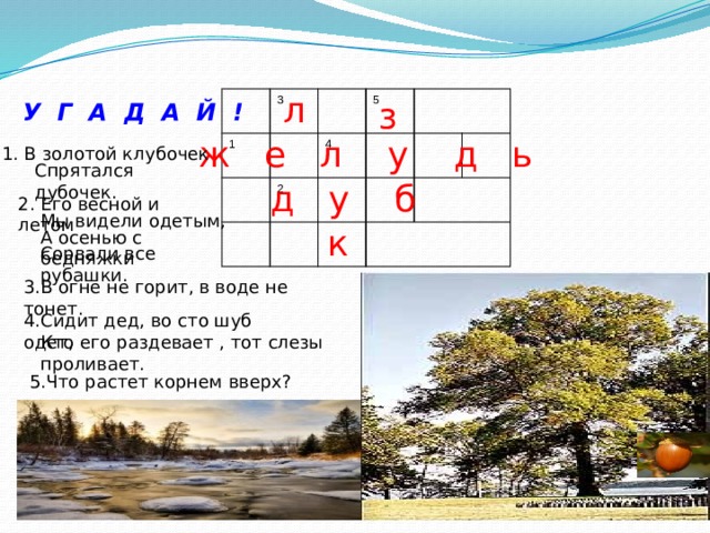 л з 3 1 4 2 5 У Г А Д А Й ! ж е л у д ь 1. В золотой клубочек Спрятался дубочек. д у б 2. Его весной и летом Мы видели одетым, к А осенью с бедняжки Сорвали все рубашки. 3.В огне не горит, в воде не тонет. 4.Сидит дед, во сто шуб одет, Кто его раздевает , тот слезы проливает. 5.Что растет корнем вверх? 