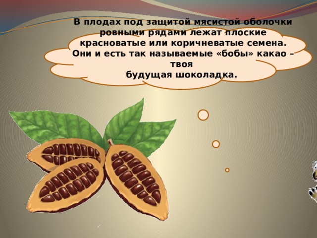  В плодах под защитой мясистой оболочки ровными рядами лежат плоские красноватые или коричневатые семена. Они и есть так называемые «бобы» какао – твоя  будущая шоколадка. 