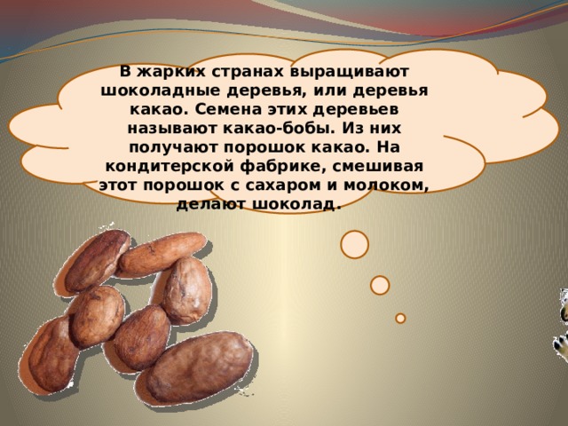  В жарких странах выращивают шоколадные деревья, или деревья какао. Семена этих деревьев называют какао-бобы. Из них получают порошок какао. На кондитерской фабрике, смешивая этот порошок с сахаром и молоком, делают шоколад. 