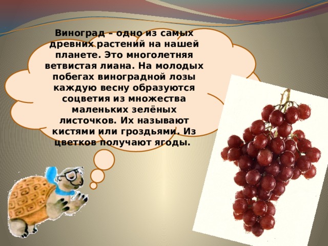 Виноград – одно из самых древних растений на нашей планете. Это многолетняя ветвистая лиана. На молодых побегах виноградной лозы каждую весну образуются соцветия из множества маленьких зелёных листочков. Их называют кистями или гроздьями. Из цветков получают ягоды. 