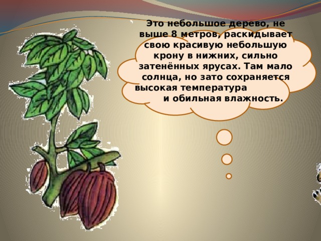  Это небольшое дерево, не выше 8 метров, раскидывает свою красивую небольшую крону в нижних, сильно затенённых ярусах. Там мало солнца, но зато сохраняется высокая температура и обильная влажность. 
