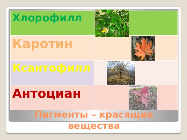 Хлорофилл Каротин Ксантофилл Антоциан Пигменты – красящие вещества 
