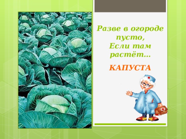 Разве в огороде пусто, Если там растёт… КАПУСТА 