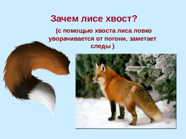 Зачем лисе хвост?  (с помощью хвоста лиса ловко уворачивается от погони, заметает следы ) 