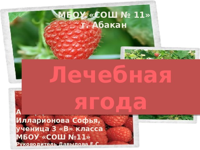 МБОУ «СОШ № 11» г. Абакан Лечебная ягода Автор работы Илларионова Софья, ученица 3 «В» класса  МБОУ «СОШ №11» Руководитель Давыдова Е.С. 