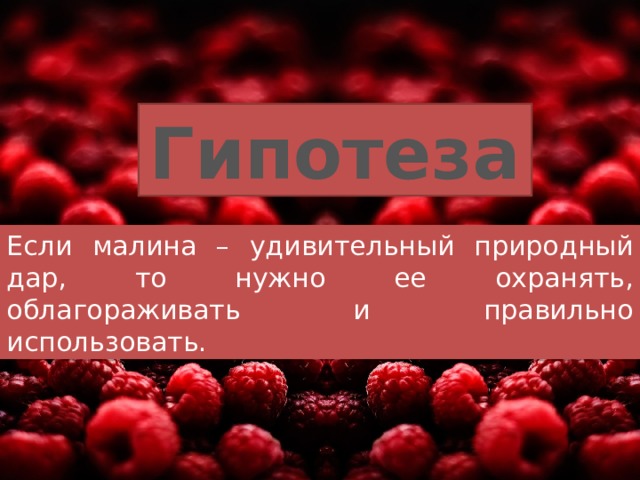Гипотеза Если малина – удивительный природный дар, то нужно ее охранять, облагораживать и правильно использовать. 