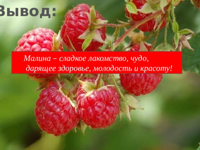 Вывод: Малина – сладкое лакомство, чудо,  дарящее здоровье, молодость и красоту! 