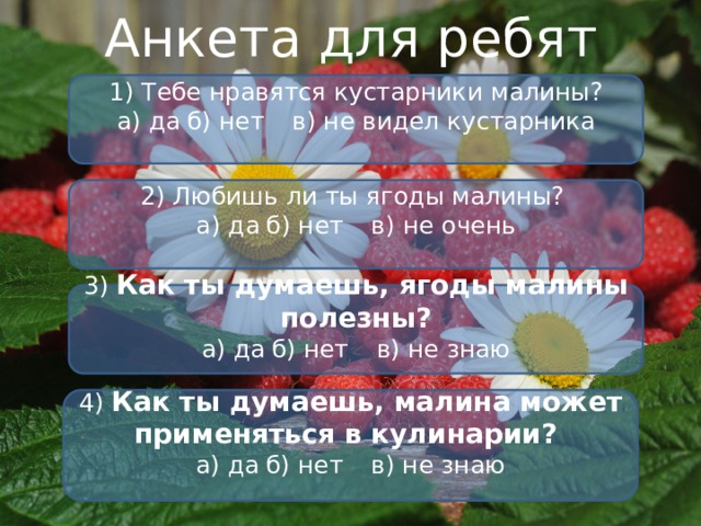 Анкета для ребят 1) Тебе нравятся кустарники малины?  а) да  б) нет  в) не видел кустарника 2) Любишь ли ты ягоды малины?  а) да  б) нет  в) не очень 3) Как ты думаешь, ягоды малины полезны?  а) да  б) нет  в) не знаю 4) Как ты думаешь, малина может применяться в кулинарии?  а) да  б) нет  в) не знаю 