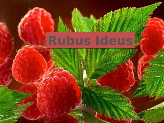 Rubus Ideus 