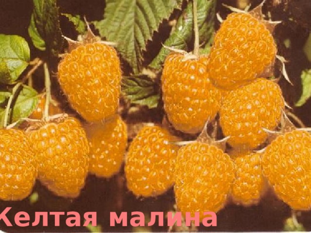 Желтая малина 
