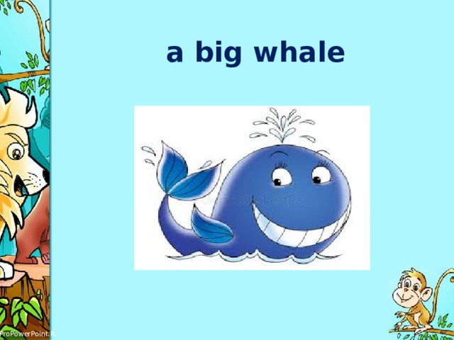 a big whale 