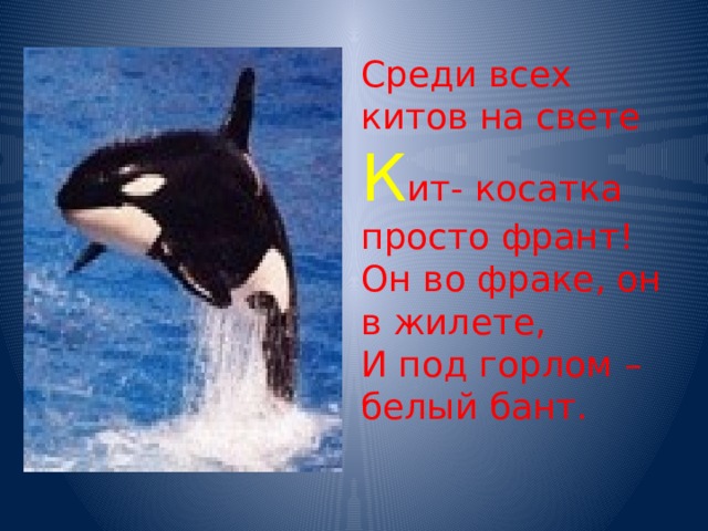 Среди всех китов на свете  К ит- косатка просто франт!  Он во фраке, он в жилете,  И под горлом – белый бант. 
