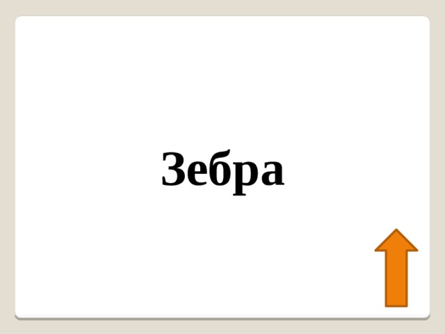 Зебра 