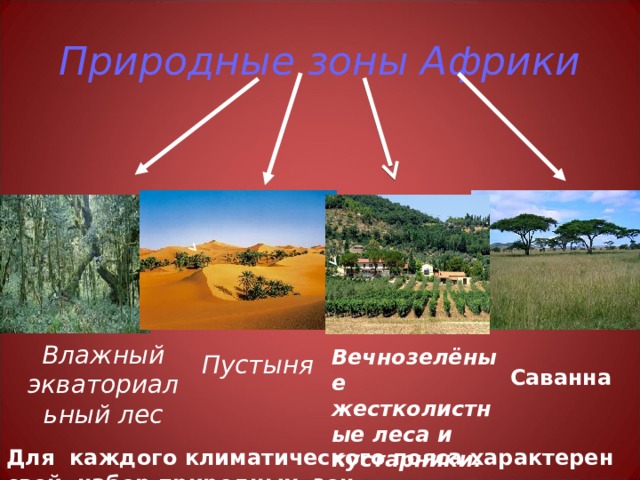  Вечнозелёные жестколистные леса и кустарники. Природные зоны Африки Влажный экваториальный лес Пустыня   Саванна Для каждого климатического пояса характерен свой набор природных зон. 