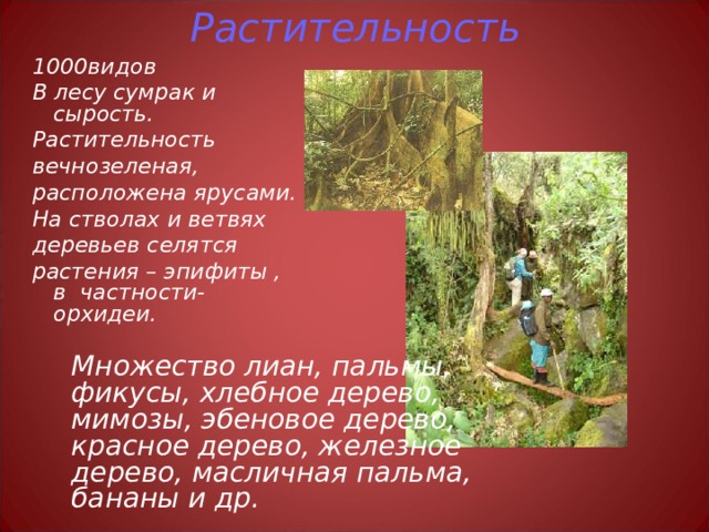Растительность 1000видов В лесу сумрак и сырость. Растительность вечнозеленая, расположена ярусами. На стволах и ветвях деревьев селятся растения – эпифиты , в частности-орхидеи. Множество лиан, пальмы, фикусы, хлебное дерево, мимозы, эбеновое дерево, красное дерево, железное дерево, масличная пальма, бананы и др. 
