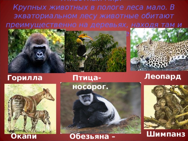 Животный мир.  Крупных животных в пологе леса мало. В экваториальном лесу животные обитают преимущественно на деревьях, находя там и кров и пропитание.   Леопард  Горилла Птица-носорог. Шимпанзе  Окапи Обезьяна –колобус. 