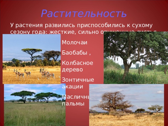 Растительность У растения развились приспособились к сухому сезону года: жесткие, сильно опушенные листья, толстая кора. Молочаи Баобабы , Колбасное дерево Зонтичные акации Масличные пальмы 