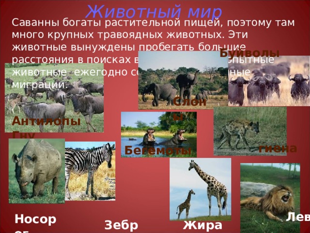 Животный мир Саванны богаты растительной пищей, поэтому там много крупных травоядных животных. Эти животные вынуждены пробегать большие расстояния в поисках воды. Крупные копытные животные ежегодно совершают сезонные миграции. Буйволы Слоны Антилопы Гну гиена Бегемоты Лев Носорог Жираф Зебра 