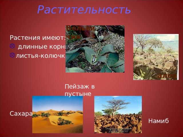 Растительность Вельвичия Растения имеют:  длинные корни листья-колючки алоэ Пейзаж в пустыне Сахара Намиб 
