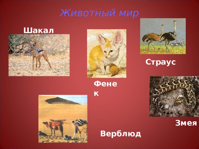 Животный мир   Шакал Страус Фенек Змея Верблюд 