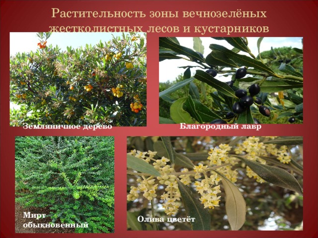 Олива цветёт Растительность зоны вечнозелёных жестколистных лесов и кустарников Земляничное дерево  Благородный лавр Мирт обыкновенный 