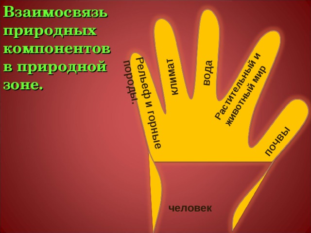 Взаимосвязь природных компонентов в природной зоне. Рельеф и горные породы. климат вода Растительный и животный мир почвы человек 
