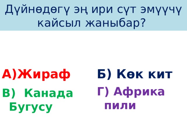 Дүйнөдөгү эң ири сүт эмүүчү кайсыл жаныбар? А)Жираф Б) Көк кит Г) Африка пили В) Канада Бугусу 