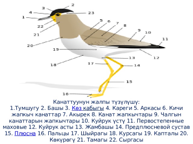          Канаттуунун жалпы түзүлүшү:  1.Тумшугу 2. Башы 3.  Көз  кабыгы  4. Кареги 5. Аркасы 6. Кичи жапкыч канаттар 7. Акырек 8. Канат жапкычтары 9. Чалгын канаттарын жапкычтары 10. Куйрук үстү 11. Первостепенные маховые 12. Куйрук асты 13. Жамбашы 14. Предплюсневой сустав 15.  Плюсна  16. Пальцы 17. Шыйрагы 18. Курсагы 19. Капталы 20. Көкүрөгү 21. Тамагы 22. Сыргасы 