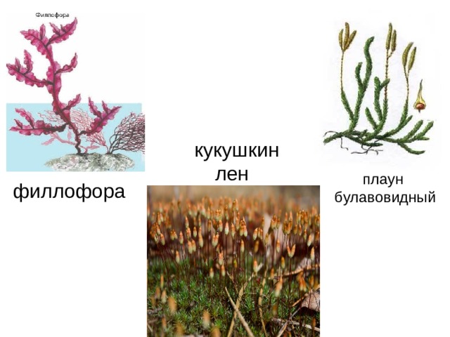   хламидомонада  кукушкин лен  плаун булавовидный   филлофора 