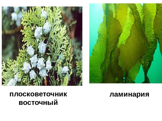 плосковеточник восточный ламинария 