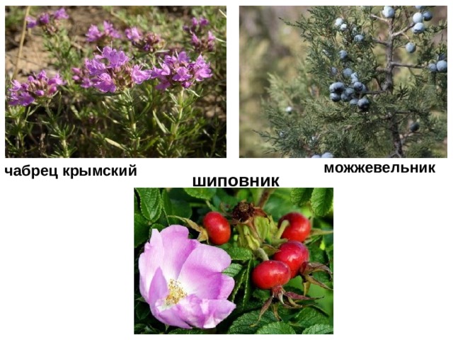 можжевельник чабрец крымский   шиповник  