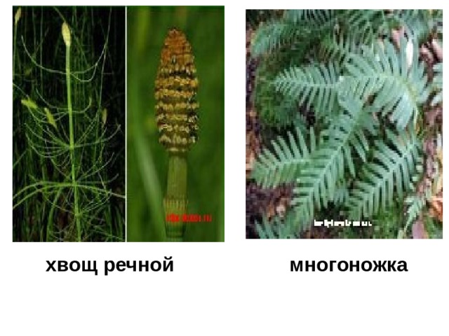 хвощ речной  многоножка 