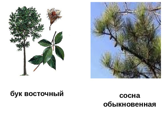 бук восточный сосна обыкновенная 