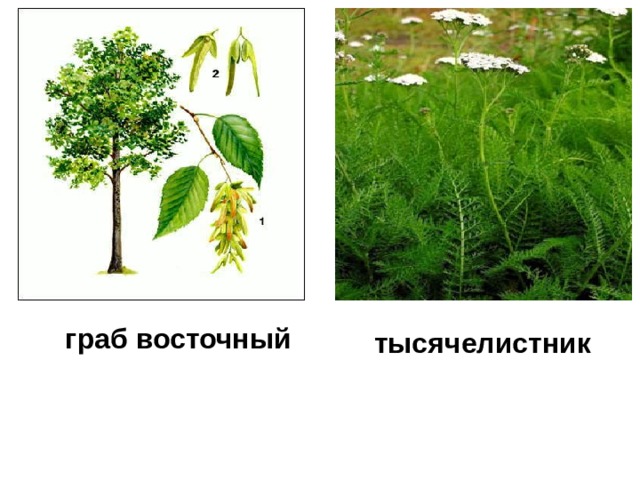 граб восточный тысячелистник 