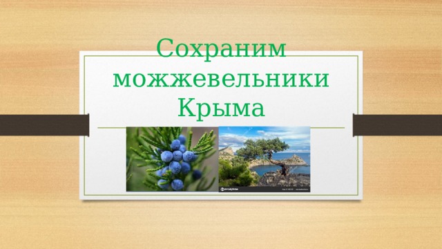 Сохраним можжевельники Крыма 