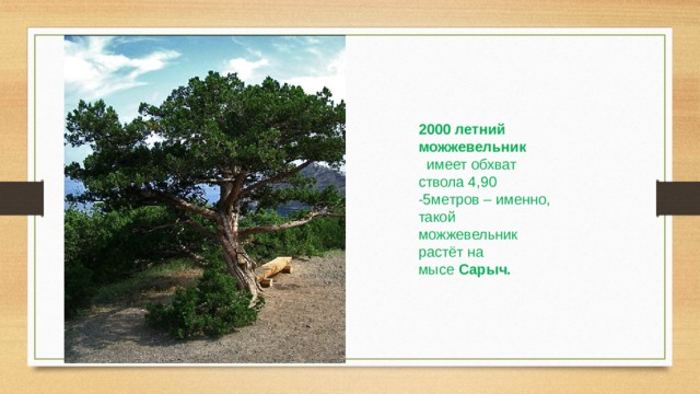 2000 летний можжевельник   имеет обхват ствола 4,90 -5метров – именно, такой можжевельник растёт на мысе  Сарыч. 