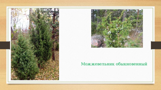 Можжевельник  обыкновенный 