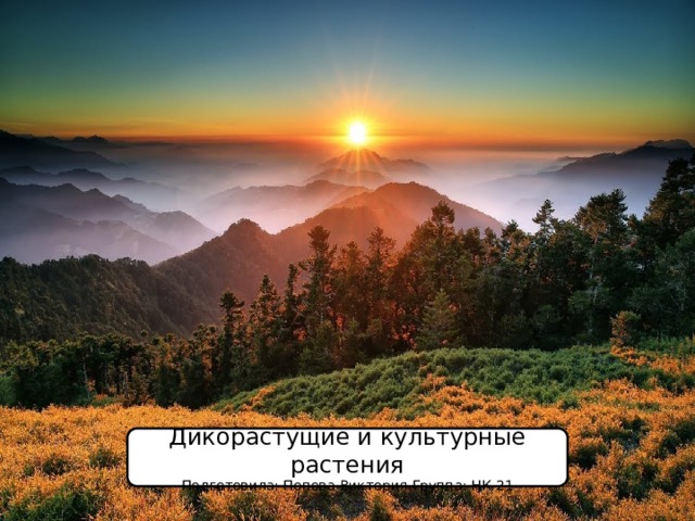 Дикорастущие и культурные растения Подготовила: Попова Виктория Группа: НК-21 