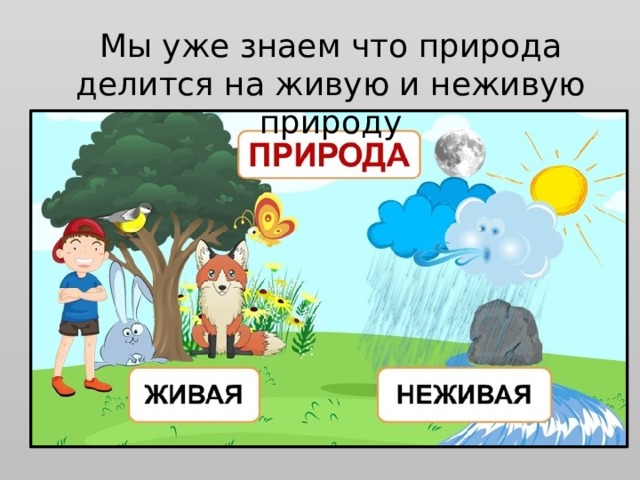 Мы уже знаем что природа делится на живую и неживую природу 
