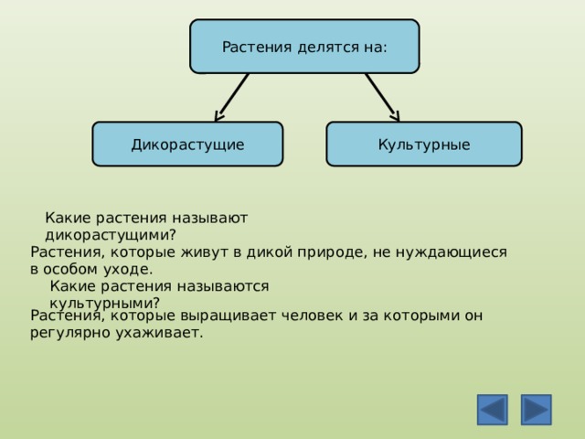 Растения делятся на: Дикорастущие Культурные Какие растения называют дикорастущими? Растения, которые живут в дикой природе, не нуждающиеся в особом уходе. Какие растения называются культурными? Растения, которые выращивает человек и за которыми он регулярно ухаживает.    