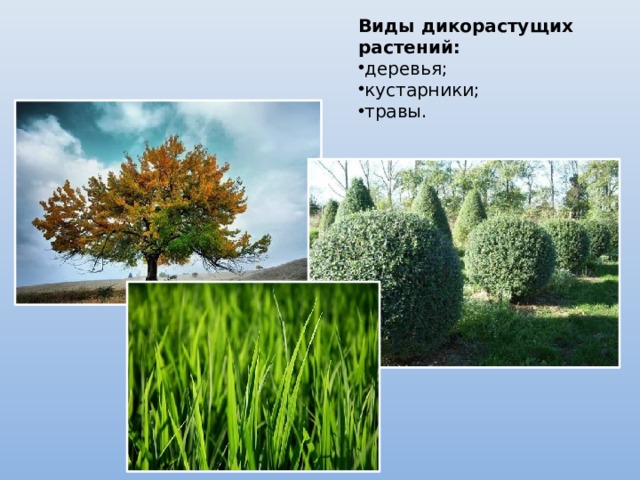 Виды дикорастущих растений: деревья; кустарники; травы. 