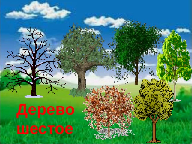 Дерево шестое 