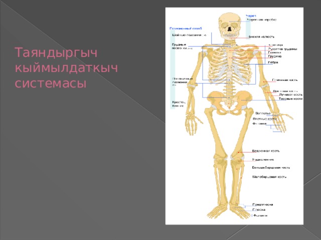 Таяндыргыч  кыймылдаткыч  системасы 
