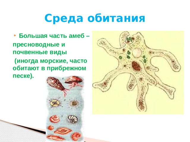 Среда обитания Большая часть амеб – пресноводные и почвенные виды  (иногда морские, часто обитают в прибрежном песке). 